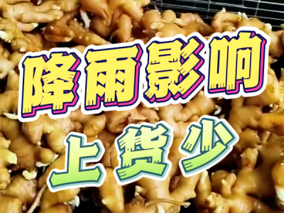 10月13日 生姜价格行情（降雨影响，上货少） ()