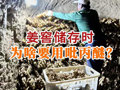 姜窖储存时为啥要用吡丙醚？ ()