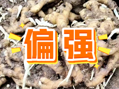 10月13日 安丘黑埠子（偏强） ()