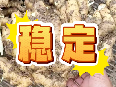 10月14日 安丘黑埠子（稳定） ()