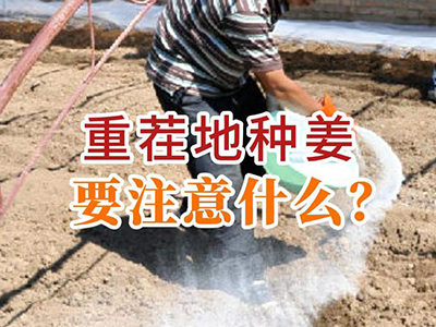 重茬地种姜要注意什么？ ()
