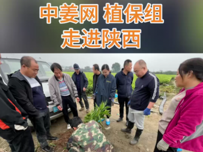 金秋十月中姜网植保组走进陕西 ()