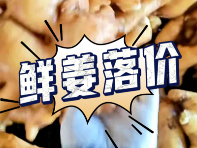 10月15日 生姜价格行情（鲜姜落价） ()