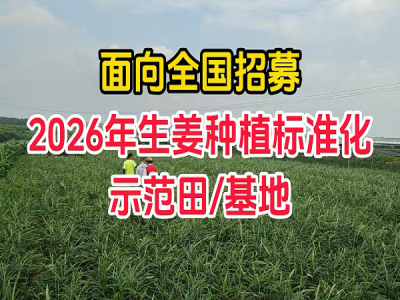 2026年生姜示范田/基地招募 ()