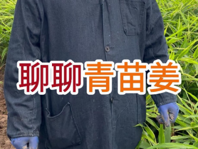 聊聊青苗姜 ()