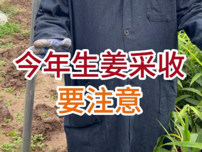 今年生姜采收要注意 ()