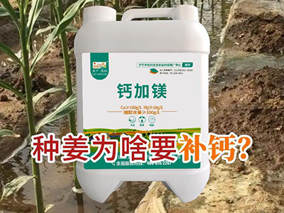 种姜为啥要补钙？ ()