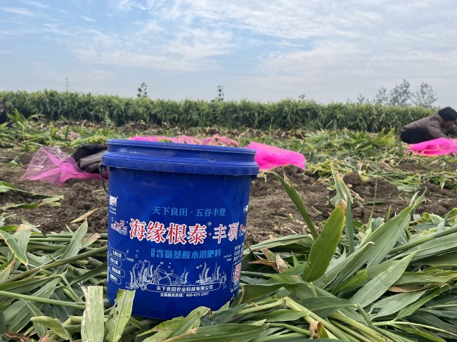 田间海缘根泰丰硕片_20241026093633