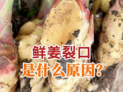 鲜姜裂口是什么原因？ ()