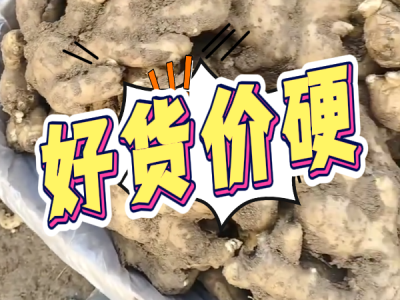 10月18日 安丘黑埠子（好货价硬） ()