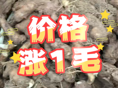 10月20日 安丘黑埠子（价格涨1毛） ()