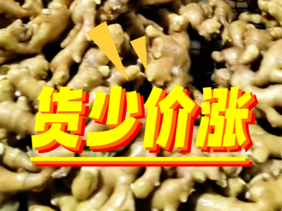 10月20日 生姜价格行情（货少价涨） ()