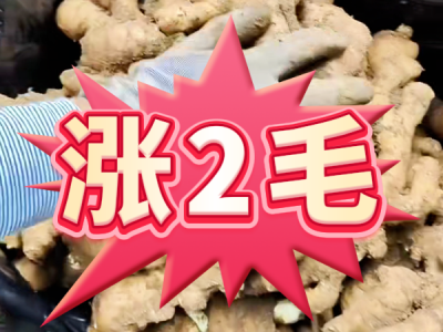 10月21日 安丘黑埠子（涨2毛） ()