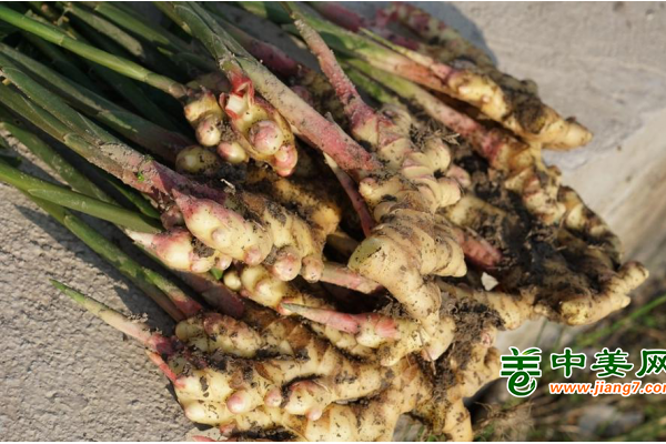 贵州：生姜订单种植助农增收 ()