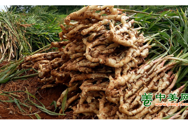 道县无渣良姜喜迎丰收 ()