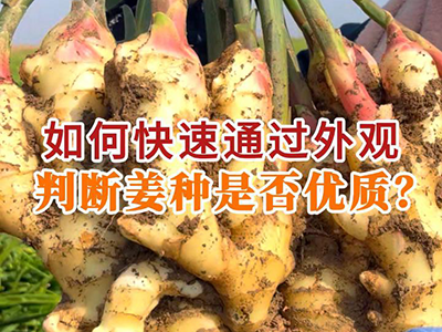 如何快速通过外观判断姜种是否优质？ ()