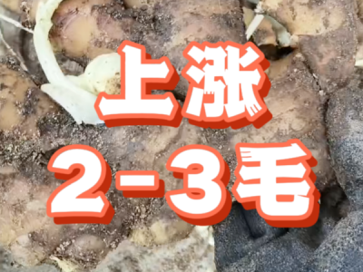 10月22日 安丘黑埠子（上涨2-3毛） ()