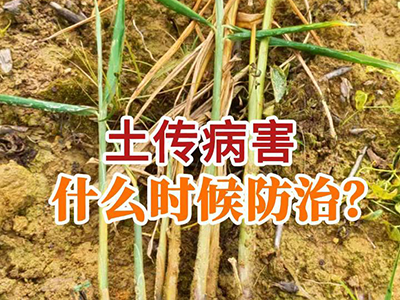 土传病害什么时候防治？ ()