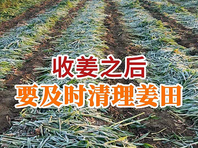 收姜之后要及时清理姜田 ()