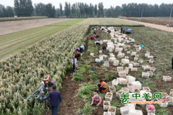 河北高碑店：大姜增收 扩宽农民致富路 ()