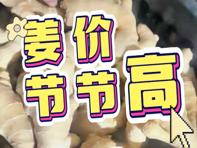 10月23日 生姜价格行情（姜价节节高） ()