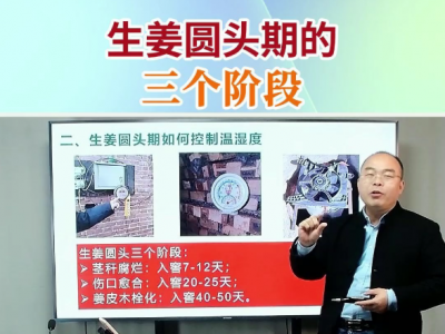 生姜圆头期三个阶段 ()