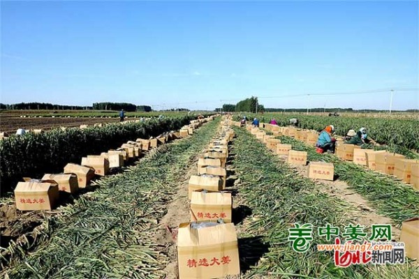 河北滦南：大姜喜获丰收 ()