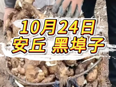 10月24日安丘生姜价格行情：偏弱 ()