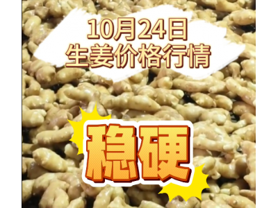 10月24日生姜价格行情：稳硬 ()