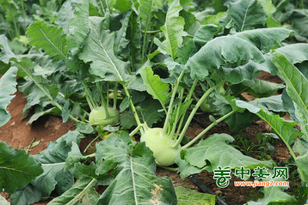 甘肃泾川：秋茬蔬菜上市销售 ()