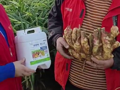 姜农实测胖嘟嘟就是好 ()