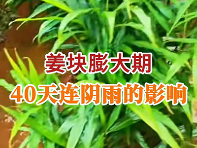 姜块膨大期40天连阴雨的影响 ()
