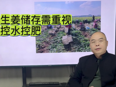 生姜储存需重视控水控肥 ()