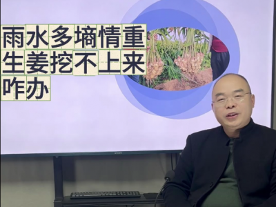 雨水多墒情重，生姜挖不上来咋办？ ()