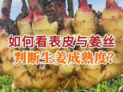 如何看表皮与姜丝判断生姜成熟度？ ()