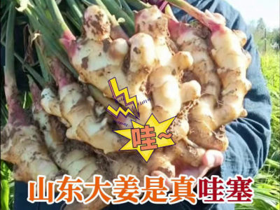 山东大姜是真哇塞 ()
