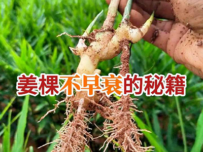 姜棵不早衰的秘籍 ()