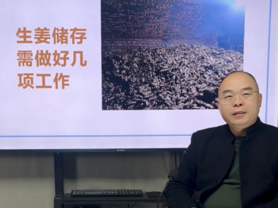 生姜储存需做好几项工作 ()