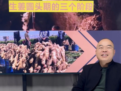 生姜圆头期的三个阶段 ()