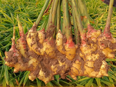 优质生姜推荐：河南舞阳大姜 ()