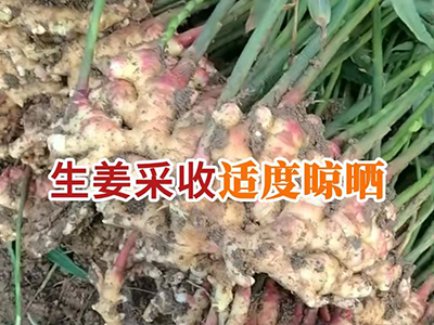 生姜采收 适度晾晒 ()