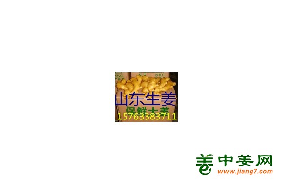 鲜姜大量上市，大姜，小姜，红芽二姜，姜干