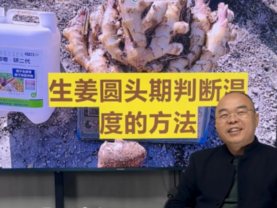 生姜圆头期判断温度的方法 ()