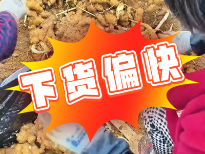 10月27日 安丘黑埠子（下货偏快） ()