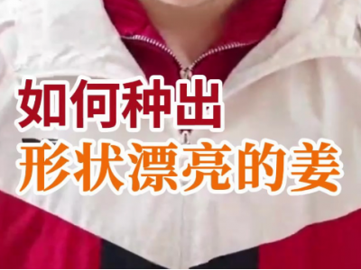 如何种出形状漂亮的姜？ ()