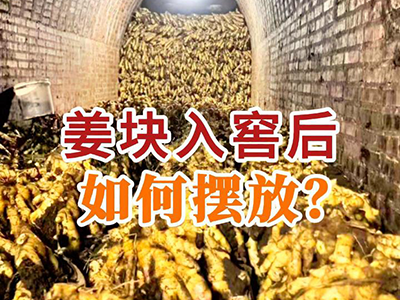 姜块入窖后如何摆放？ ()