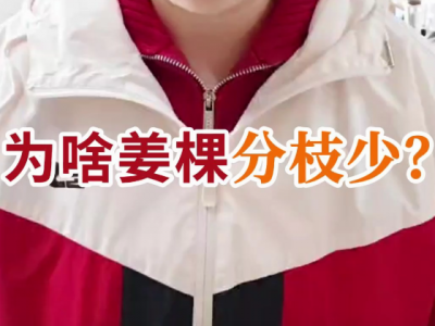 为啥姜棵分枝少？ ()