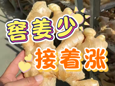 10月30日 生姜价格行情（窖姜少，接着涨） ()