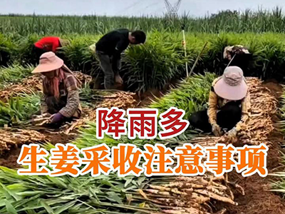降雨多生姜采收注意事项 ()