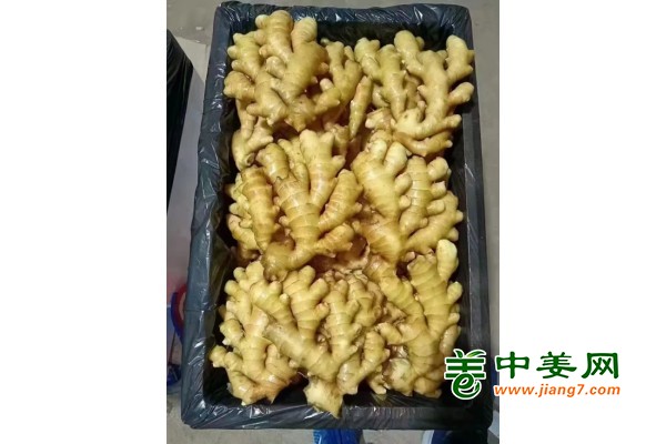 山东鲜姜价格，大黄姜，二黄姜，小黄姜批发，大黄姜，姜母